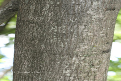 Peltophorum pterocarpum